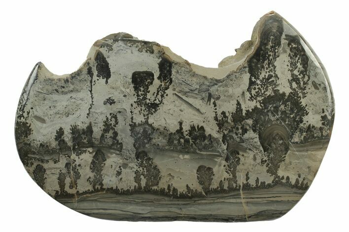 Triassic Aged Stromatolite Fossil - England #242039